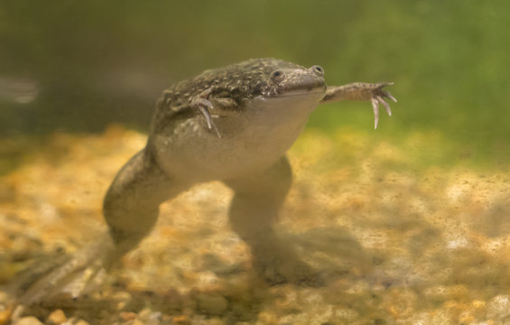 African Clawed Frog