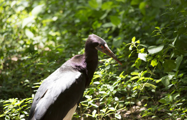 Abdim's Stork