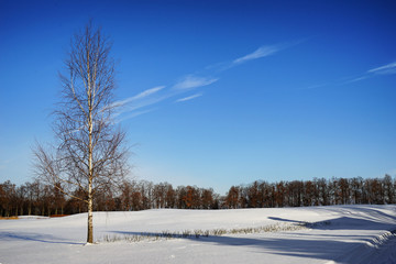 Beautiful winter landscape on sunny day