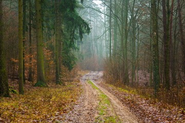 Obraz premium Fall forest with beautiful colors and sandy road