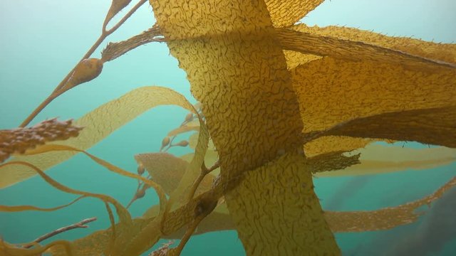 Увлекательные подводные погружения в подводных садах ламинарий близ Калифорнии.
