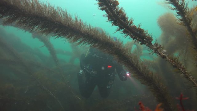 Увлекательные подводные погружения в подводных садах ламинарий близ Калифорнии.
