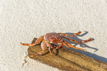 Crab lying on the beach in Maldives.
