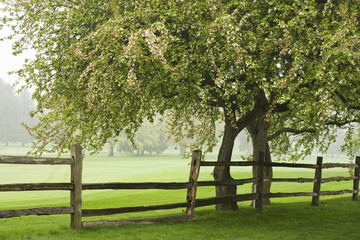 Spring background. Blooming tree and foggy day. Blossom tree on a golf course in a rainy spring day