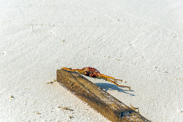 Crab lying on the beach in Maldives.
