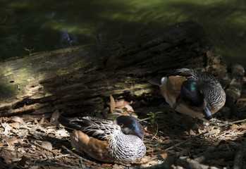 American Widgeon Duck