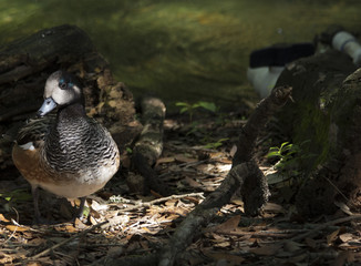 American Widgeon Duck
