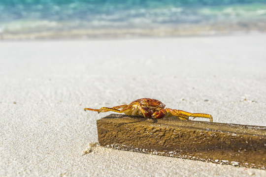 Crab lying on the beach in Maldives.