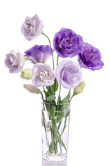 bunch of violet and white eustoma flowers in glass vase isolated