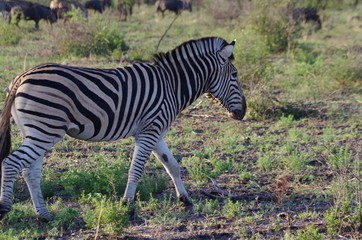 Zebra