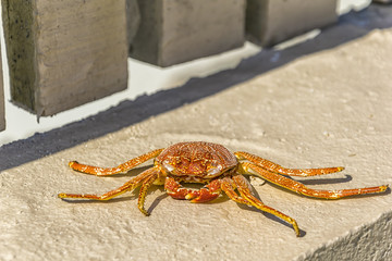 Crab lying on the beach in Maldives.