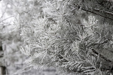 Pine branches covered with snow