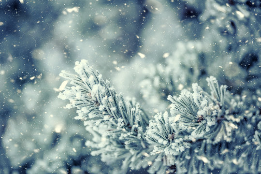 Pine tree branches covered frost in snowy atmosphere.