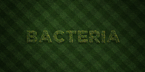 BACTERIA - fresh Grass letters with flowers and dandelions - 3D rendered royalty free stock image. Can be used for online banner ads and direct mailers..