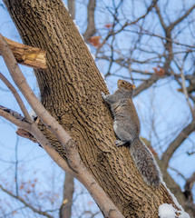 Gray squirrel climbing a tree on the snow