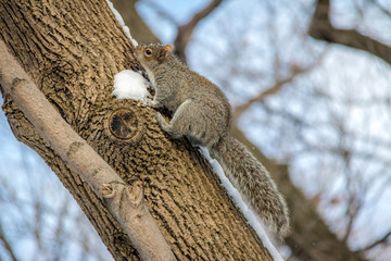 Gray squirrel climbing a tree on the snow