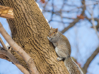 Gray squirrel climbing a tree on the snow
