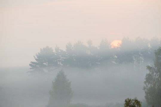 Fototapeta Forest road in the morning mist