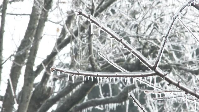 The sound of ice falling in winter on close up of trees covered in ice after storm hitting Portland, Oregon.