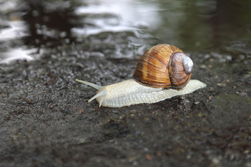 snail crawling on the wet road