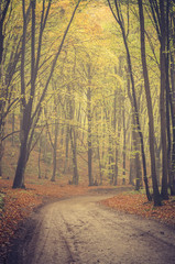 Obraz premium Forest road with beech trees on early autumn day
