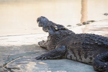 Crocodile