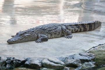 Crocodile