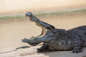Crocodile