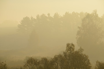 Forest road in the morning mist