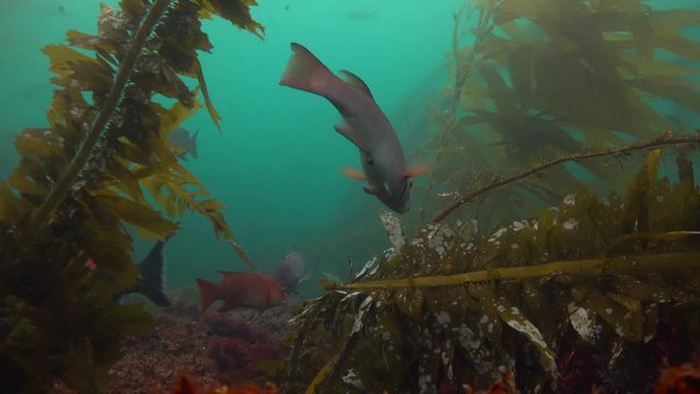 Увлекательные подводные погружения в подводных садах ламинарий близ Калифорнии.