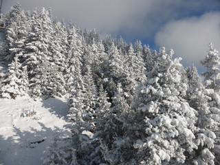 Forêt de sapins enneigés
