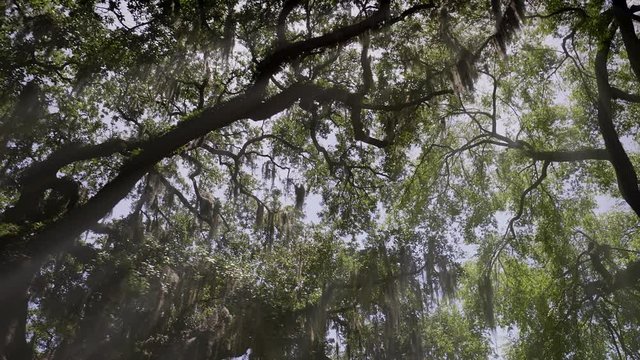 The historic  district from Savannah with Live Oaks covered in Spanish Moss , Georgia, USA, SEP 2016