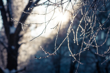 Hoarfrost on trees