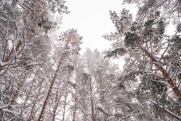 winter pine forest,tree branches in snow,tops of the trees