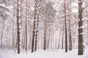 winter pine forest, tree trunks in the snow