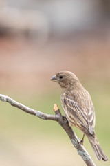 Female House finch perched on branch