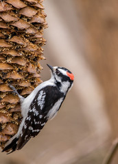 downy woodpecker on pine cone