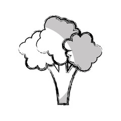 broccoli fresh vegetable isolated icon vector illustration design