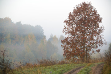 Beautiful foggy landscape