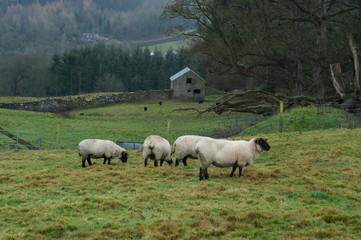 Fototapeta premium sheep countryside