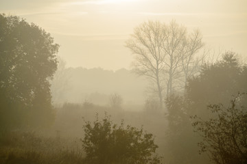 Naklejka na ściany i meble thick morning fog hides the forest