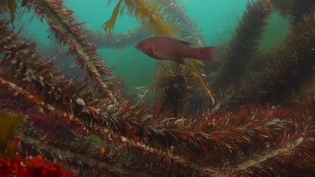 Увлекательные подводные погружения в подводных садах ламинарий близ Калифорнии.