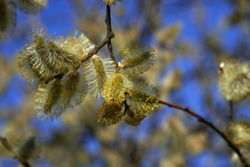 Flowering willow.