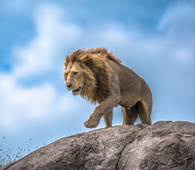 Male Lion making his move on rocky outcrop, Serengeti, Tanzania, Africa