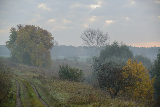Fototapeta Forest road in the morning mist