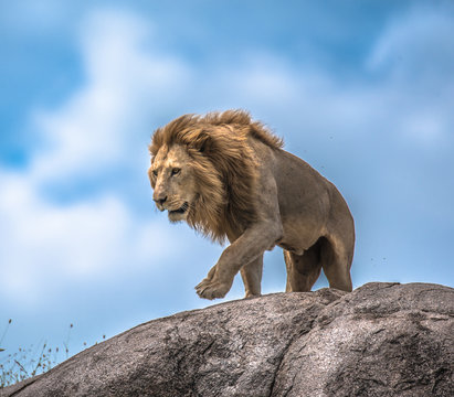 Male Lion making his move on rocky outcrop, Serengeti, Tanzania, Africa