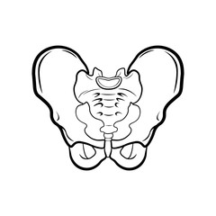 Anatomy Human Pelvis. Vector illustration isolated on white