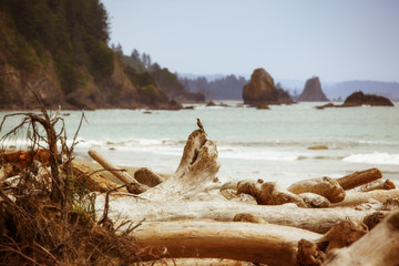 Second Beach 3 - Olympic National Park