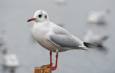 Seagull standing on a stump in marina.