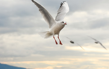 Seagulls flying with open wings over sky with clouds.